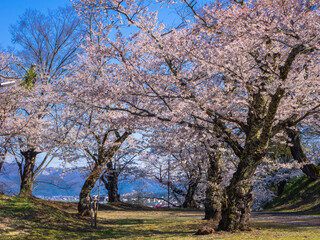 Park with cherry blossom trees in full bloom (Kamegajo park, Inawashiro, Fukushima)