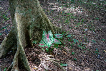 Elephant Ear (Caladium bicolor) grows next to a tree in a forest