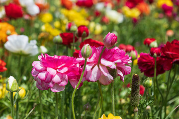 Fields of multicolored cultivated garden buttercups close-up