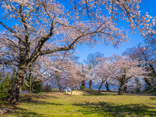 Obraz premium Park with cherry blossom trees in full bloom (Kamegajo park, Inawashiro, Fukushima)