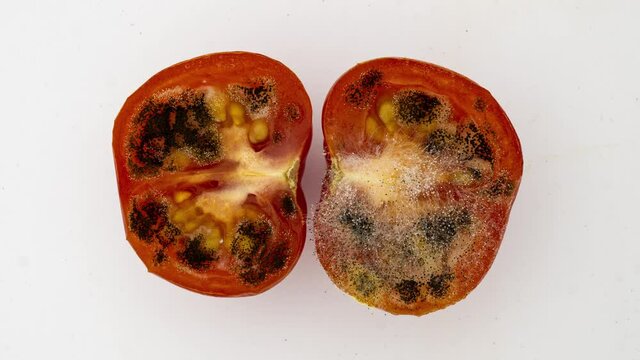Rotting tomato on a white background, time lapse of mold growth on a cut tomato 4k