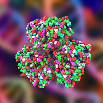 Molecule Of Huntingtin Protein, Htt, The Protein Coded For By The HTT Gene