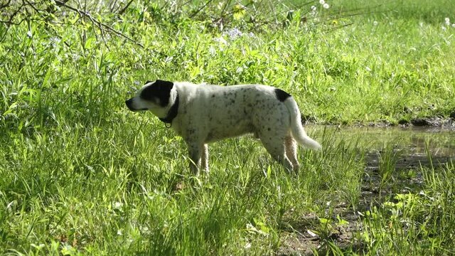 An HD video of a dog checking the wind for scent near a woody area
