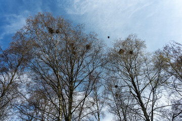 Spring birches with corn crow nests.