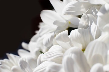 Fototapeta na wymiar Petals of white daisies, photo representing purity and goodness. macro. background.