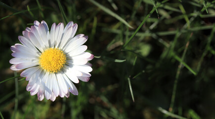 Single daisy in the grass