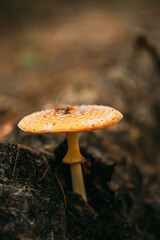 Amanita muscaria, commonly known as the fly agaric or fly amanita In Autumn Forest In Belarus. Mushroom In Autumn Forest In Belarus