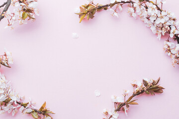 Obraz na płótnie Canvas Spring background may flowers and April floral nature on pink background. Branches of blossoming apricot macro with soft focus. For easter and spring greeting cards with copy space. Springtime.