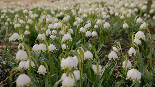 The close-up of Spring Snowflake (Leucojum vernum) flowers, early spring white flowers, Nordic nature.