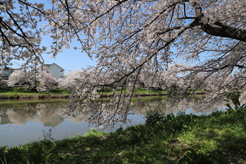 Fototapeta na wymiar 春の日本の埼玉県を流れる元荒川の河川敷に咲くソメイヨシノのサクラの花の様子