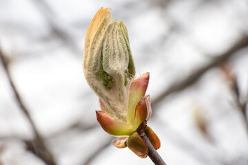 Spring bud. Composition of nature.