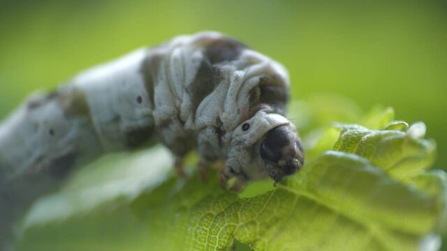 Static shot of silkworm eating mulberry leaf. Shallow focus 