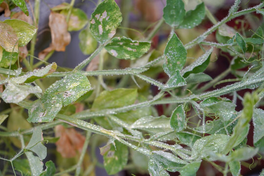 Close Up Of Pea Vines And Leaves