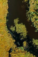 Aerial View Of Green Grass Landscape. Top View Of River Coast From High Attitude In Autumn Day. Marsh Bog. Drone View. Bird's Eye View