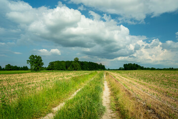 Fototapeta na wymiar Rural road through field and white clouds at the sky, Nowiny, Poland