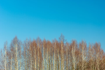 The tops of birch trees and blue sky