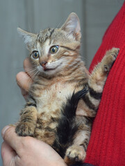 cute tabby little kitten european shorthair cat