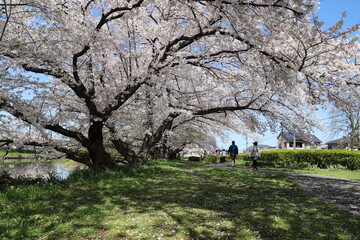 春の日本の公園に咲くソメイヨシノのサクラの花