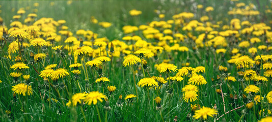 Yellow blossoming dandelions on a sunny summer meadow
