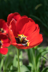 Fototapeta premium Bright red and yellow tulip buds and fresh green leaves
