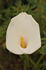White arum flower in the garden. The flower is cornet shaped. natural summer, selective focus