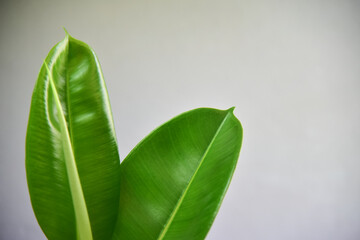 Indoor plants on gray wall.
