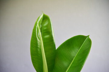 Indoor plants on gray wall.