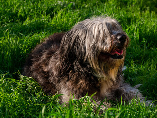 Funny pet animals spring background. Polish Lowland Sheepdog sitting on green grass showing pink tongue. Cute big black white fluffy long wool thick-coated dog. Flea Tick insects Prevention Products.