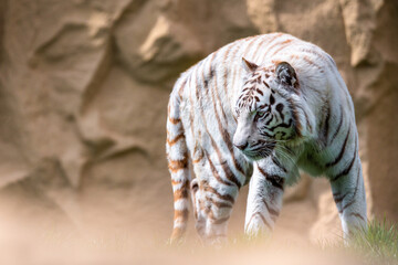 Close-up of a white tiger in hunting position in front of a rock face.