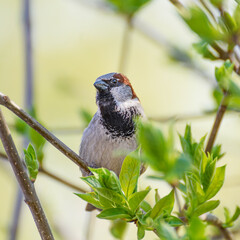 bird sparrow on a branch with green foliage close up