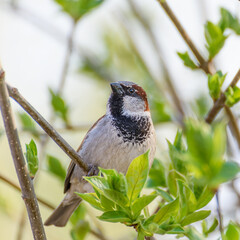 bird sparrow on a branch with green foliage close up