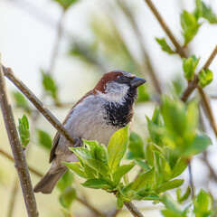 bird sparrow on a branch with green foliage close up