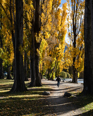 Tourist riding the bike on the Millennium track along the Wanaka lakeside among the autumn trees. Vertical format.
