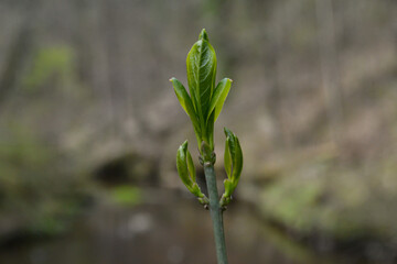 small tree branches in spring on neutral blur background. abstract with fresh green leaves. Spring macro photography