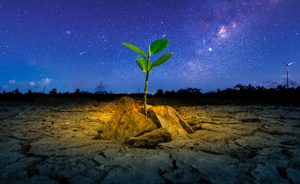 Brown drought dry land soil or cracked ground texture and green tree with from agriculture barren on star and blue sunset sky background.