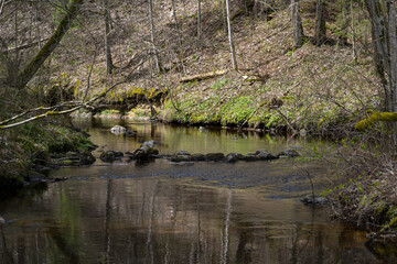 slow forest river in summer green woods with rocks in stream and small waterfalls. Spring landscape