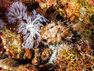 Ocean life of the philippines