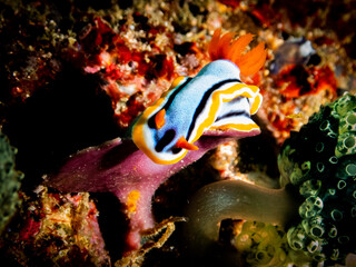Ocean life of the philippines