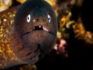 Ocean life of the philippines