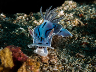 Ocean life of the philippines