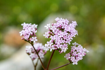 Pink flowers of valerian (Valeriana officinalis) plant. - obrazy, fototapety, plakaty