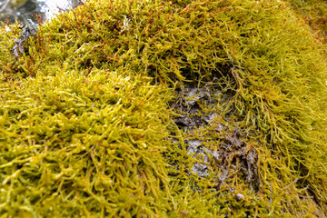 Close-up of green moss with red bristles on a tree trunk.
