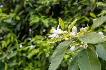 Fresh orange blossom on orange tree