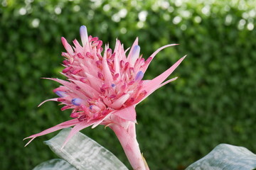 Belle Aechmea Fasciata en fleur devant un fond vert © Elimage
