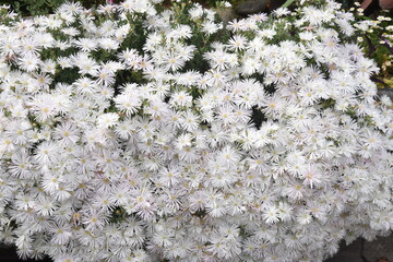 Fig marigold white flowers. Aizoaceae perennial plant.