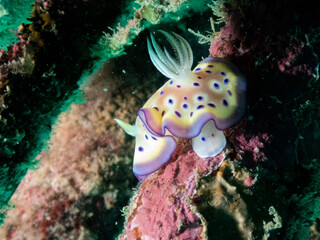 Ocean life of the philippines