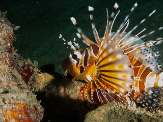 Ocean life of the philippines