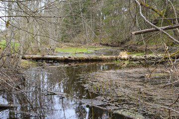 forest river overgrown with weeds in which old withered tree branches and trunks have fallen.