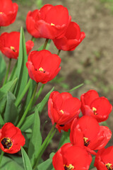 tulips grow in the garden bed. Spring