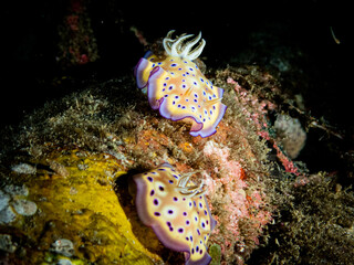 Ocean life of the philippines